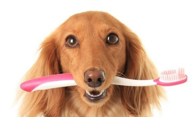 Salud dental en perros: guía completa para cuidar su higiene bucal